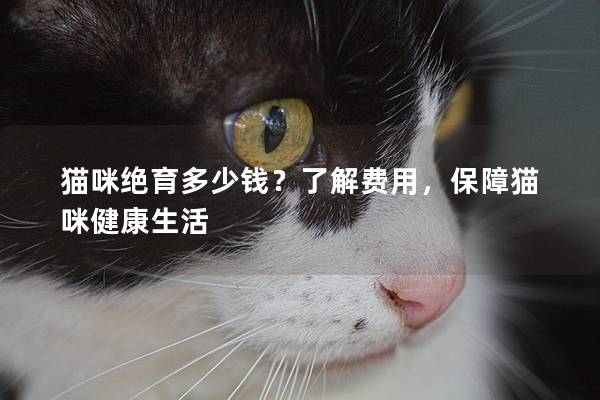 貓咪絕育多少錢？了解費用，保障貓咪健康生活